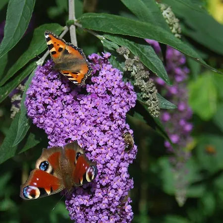Bed & Breakfast Isola Bella De Westen