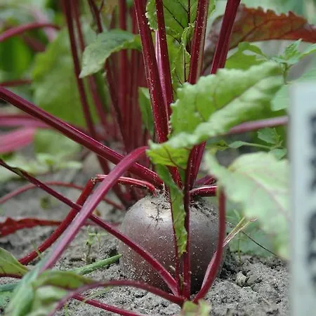 Bed and Breakfast Isola Bella 3*